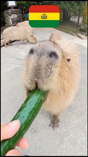 PICK YOUR BOLIVIAN ANIMAL! 😍💖 #animals