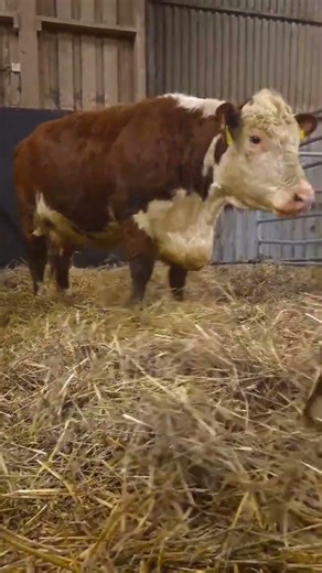 Newborn calf ❤️ #agriculture #cow #farmer #cattle #cows