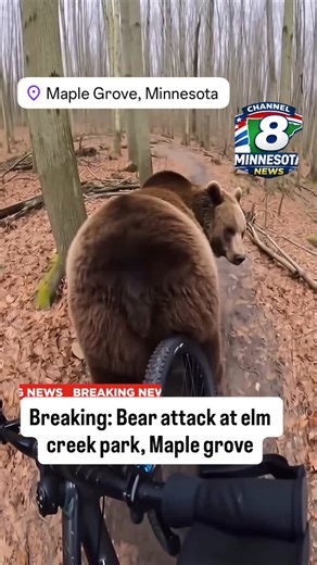 Channel 8 Minnesota on Instagram: "BREAKING NEWS: Bear Encounter Reported at Elm Creek Park MAPLE GROVE, Minn. — Authorities are responding after reports of a bear encounter along a wooded trail at Elm Creek Park Reserve this evening. Witnesses say a large bear was spotted moving quickly through the trees, prompting hikers and bikers to leave the area. Officials are urging visitors to avoid the immediate area while wildlife authorities assess the situation. No confirmed injuries have been report