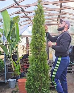 615K views · 3.7K reactions | Creating a stunning spiral topiary!   | MetDaan Tips | Facebook