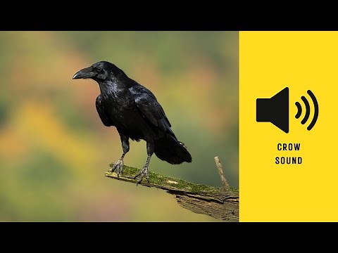 What does a Crow sound like? (Bird Sounds) - Animal Sounds