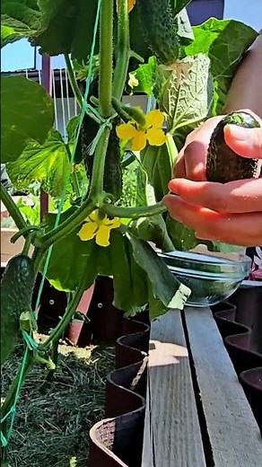 Tanya is learning to pick cucumbers. #gardeneralex