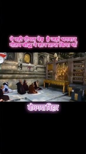 This is the same Peepal tree where Mahata Buddha attained enlightenment #treendingreels #treechal...