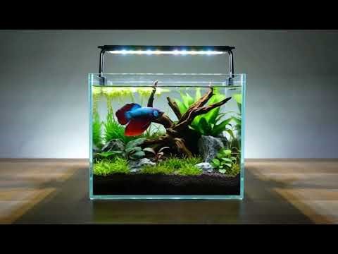 I Built a STUNNING Betta Fish Aquascape in few Minutes (Nano Tank Timelapse)