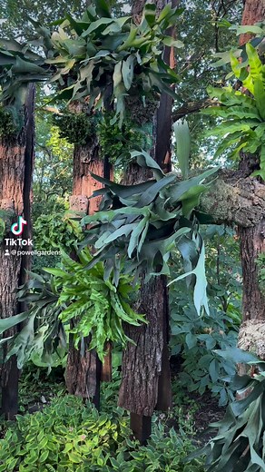 2.5K views · 21 reactions | Powell Gardens’ new Staghorn fern wall, located near the Visitor Center, has two groups of ferns that, in natural habitats, grow epiphytically (on trees). The display is made from recycled oak slabs. | Powell Gardens | Facebook