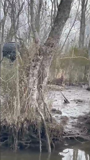 When the afternoon Sika deer hunt doesn’t go as planned #hunting #maryland #easternshore #sika