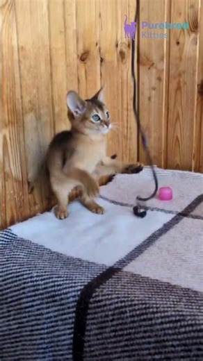 Meet Elsa: Elegant Ruddy Abyssinian Kitten with Bright Green Eyes, Sweet & Calm Nature💛 #Abyssinian