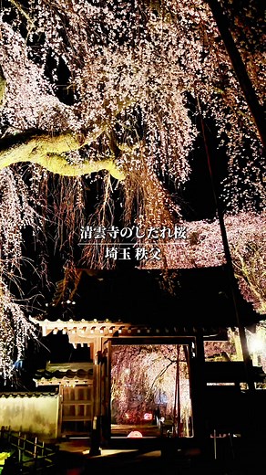 秩父の清雲寺で見る美しいしだれ桜