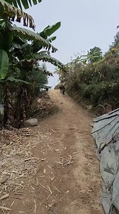 Aggressive buffalo ride. #aggressive #buffalo #ride #hillside #reelsviral | Forest Raider