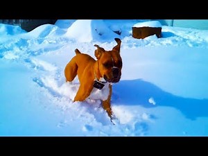 Boxers Playing in Snow