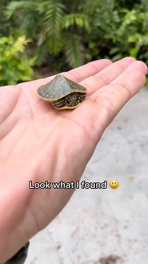 Red eared sliders are all over the sunshine state of Florida and they range in all shapes and sizes including ADORABLE #fyp #baby #turtle #socute #adorableanimals #smiledaychallenge #farmlife | Thenatureofitalls