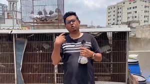 306K views · 7.4K reactions | Silver Captain Shopon  Biggest purchase in Giribaj History 朗 #kabutar #racingpigeons | Valuable Loft - MH | Facebook