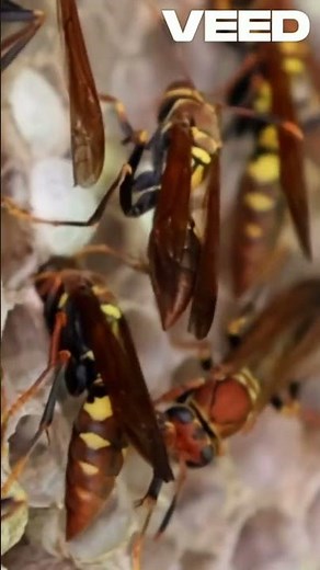 Epic Wasp vs Beehive Showdown!