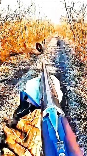 Wild boar🐗 hunting in the wild#Hunting Season#BigBoar#BoarHunting