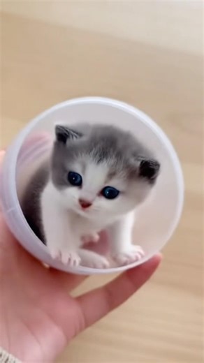 So cute kitten 😍 miau miau 🐱 #miaomiao #kitten #cat #petshub