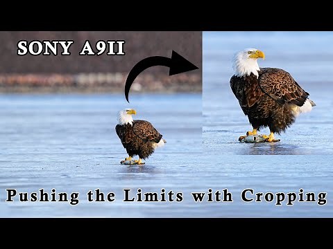 How Much Can You Crop Original 24MP Files From a Sony A9II ? - This Video Answers That Question