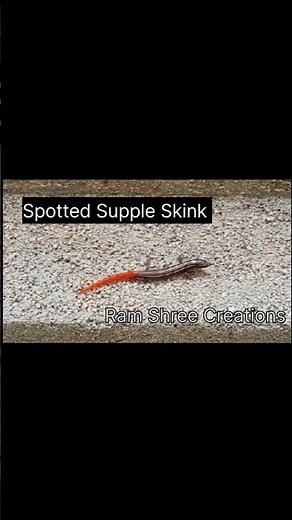 Spotted supple skink; lizard found near my house; ‎⁨@RamShreeCreations⁩