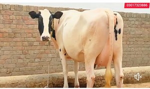 2.7K views · 476 reactions | ٹاپ پیور جرسی فریزن گائے ساتھ وچھی ولایتی لوکیشن پاکپتن شریف 03060042917 | Pakpattan Animals Tv | Facebook