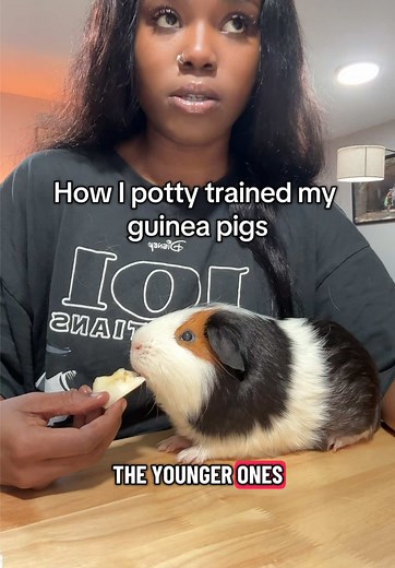 Potty Training Guinea Pigs: My Step-by-Step Guide