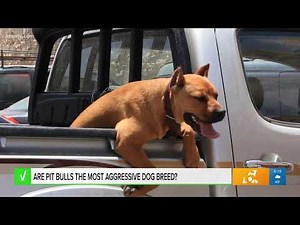 Are pit bulls the most aggressive dog breed? Our team verifies