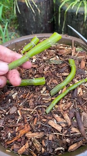 6.8K views · 68 reactions | Easy tips for taking dendrobium orchid cuttings #gardeningtipsforbeginners #gardeninghacks #diygarden #gardengrowthguide | Seed to Flower | Facebook