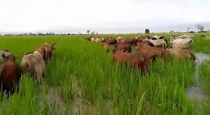 Chita utaiyandi but eyi njakwesu music. | Kadas Zambia Music