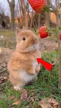 TOP 10 ANIMALS THAT LOVE BEING HIGH