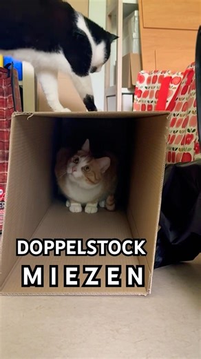 Short #1115 | Doppelstockmiezen