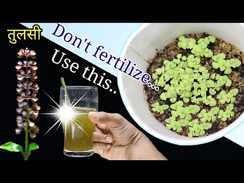 Easy but fastest method of growing Tulsi or Holy Basil plant at home
