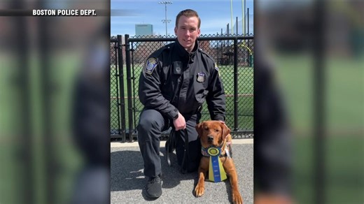 Boston police comfort dog passes community K-9 test