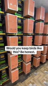 Would you keep birds like this? Be honest. This video shows a large-scale indoor bird breeding setup using individual cages, designed for control and efficiency. Some people view systems like this as practical and well-managed, while others believe birds need more light, space, and stimulation to thrive. I’m not here to judge — I’m genuinely interested in hearing different perspectives from breeders, keepers, and bird lovers. Respectful discussion encouraged. #BirdBreeding #Aviculture #BirdWelfa