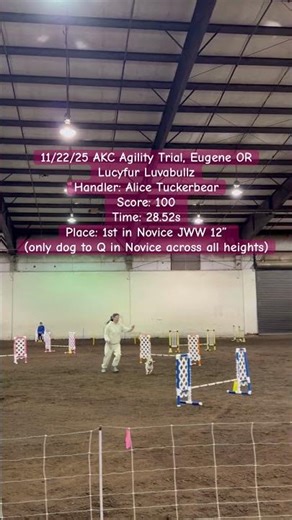 Lucyfur Luvabullz earning 2nd qualifying run towards Novice Jumpers Agility title 11/22/25