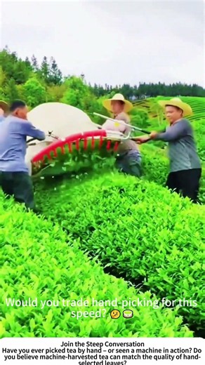 Mechanical Tea Harvesting – Fast, Efficient, and Still in the Family 🍵🚜