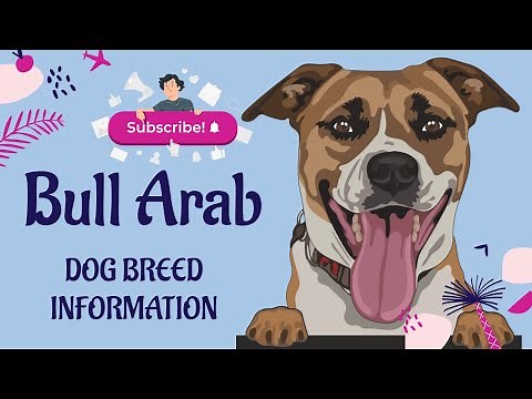 Bull Arab Dog Breed - The Ultimate Guide | Comprehensive Breed Information