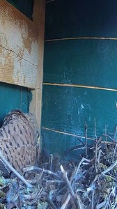 Kestrel Attacks Jackdawsto Protect the Nest ☺ Kestrel vs Jackdaw | Border Birds