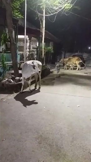 cow short video 🙏🐄#shrots #cow #gaumata #cows