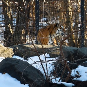 Did you know animals get excited too? Misha can be seen moving around more quickly when she knows something special is happening, like meal time! | Blank Park Zoo