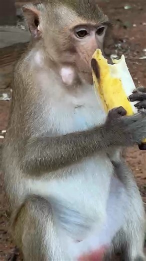 Sweet girl Elpida is pregnant, big belly🥰. | Stop Abuse to Baby Monkeys