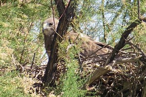 29 reactions | Swainson hawk adults at the Rio Bosque Wetlands Park. | El Paso Urban Wildlife - Texas Parks and Wildlife | Facebook