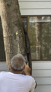 79K views · 42 reactions | This is a tricky old lizard to identify . He’s 58 years old, looks like a silver back, but is actually a true blue Aussie Legend with Italian heritage. Anyone who’s worked with WIN TV and Fishing Australia will have a good chance at naming him and will remember the laughs he helps us all have. Bonus hint - he’s also our producer. | Fishing Australia TV | Facebook