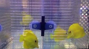 Yellow Tang Rm150 M Rm170 L | Aqua Sentinel Ventures