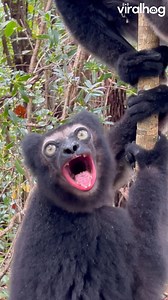 168K views · 2.1K reactions | Indri lemur song 朗 #Lemur #Babakoto #Madagascar #Wildlife #ViralHog | ViralHog | Facebook