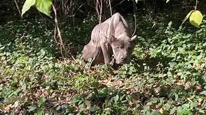 How he has found the strength to walk, we do not know. But we just rescued this dog, nothing but skin and bones. It is a miracle we find you today, on Thanksgiving. We are here 365 days a year. We named him Wishbone and are heading to the shelter now. Updates to come. Strayrescue.org/givingtuesday2022 | Stray Rescue of St. Louis