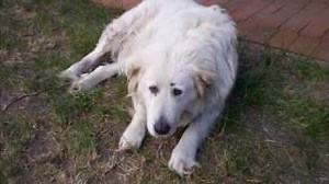 They Cut Down The old Pine Tree  ---  Carson Robison Trio Chords - ChordU