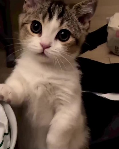 #cat #고양이 #котик #cutepet #meowmeow #قطة #貓 #cute