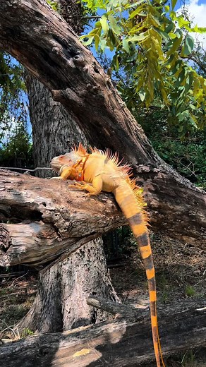 RocketTheIggy on TikTok