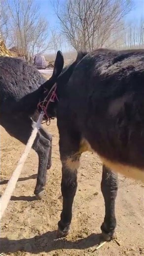 Funniest Donkey Ever Donkey Training the fun way 2202