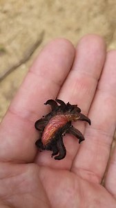 1K views · 88 reactions | Insane caterpillar. MONKEY SLUG / Phobetron hipparchia For more wildlife: instagram.com/coppensb | Moth of the day | Facebook