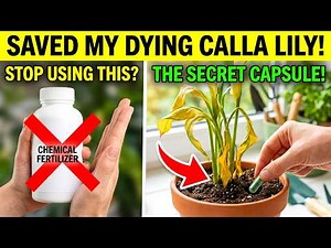 Why Your Calla Lily Leaves Are Yellow (The Secret Fix)
