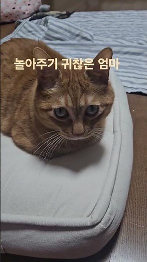 놀아주기귀찮은 엄마의 신박한 방법 #고양이 #cat #고양이일상 #놀아주기#play